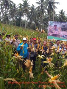 Gelar Panen Jagung, Pemda Mengajak Petani Halbar Harus Lebi Kreatif