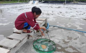 Bulan Depan, DKP Halbar Kembali Panen Hasil Budidaya Udang Vaname